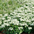 Sedum Spectabile Stardust Set 3D model small image 6