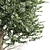 High Detail Carpinus Betulus Tree 3D model small image 2