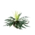 Fern 3D Models Bundle Pack 3D model small image 4