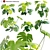 Tropical Plant 3D Model Set 3D model small image 1