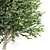 High Detail Carpinus Betulus Tree 3D model small image 3