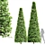 High Detail Betulus Broadleaf Tree 3D model small image 1