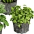 Quality Indoor Plant Collection - Monstera, Peace Lily, Pothos 3D model small image 4