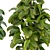 Rubber Leaf Indoor Plant 3D Model 3D model small image 3