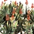 Corona Rendered Aloe Plicatilis Model 3D model small image 6