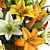 Multicolor Lilies Bouquet 3D Model 3D model small image 5