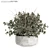 Buxus Plant 3D Model Collection 3D model small image 1
