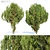 Chinese Thuja Tree Pair 3.3m 3D model small image 1