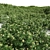 Detailed Sambucus Nigra Plant Models 3D model small image 4