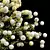 Viburnum Macrocephalum 3D Model Collection 3D model small image 2