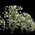 Viburnum Macrocephalum 3D Model Collection 3D model small image 3