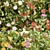  Blooming Bushes Pack Vol. 108 3D model small image 2