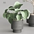 Modern Indoor Plant Collection Set 3D model small image 2