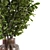  Branches in a Vase 018 3D model small image 6