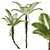Tall Alsophila Spinulosa Fern Model 3D model small image 1