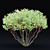 White Multi-Stem Cornus Alba 3D model small image 3