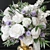 Elegant Floral Bouquet Decoration Set 3D model small image 5