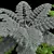 Title: Exquisite Alsophila Fern Collection 3D model small image 4