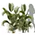 Detailed Chrysalidocarpus Lutescens Mini Plant 3D model small image 1