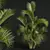 Detailed Chrysalidocarpus Lutescens Mini Plant 3D model small image 2