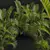 Detailed Chrysalidocarpus Lutescens Mini Plant 3D model small image 3