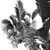 Detailed Chrysalidocarpus Lutescens Mini Plant 3D model small image 4
