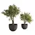 Modern Indoor Plant Set 2015 3D model small image 2