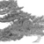 Japanese White Pine 3D Model 3D model small image 4