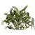 Detailed Chrysalidocarpus Lutescens Plant 3D model small image 1