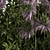 Alpine Queen Bush Set 3D model small image 3