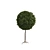 Detailed Black Gum Tree Model 3D model small image 3