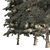 Blue Spruce Forest Trees Bundle 3D model small image 5