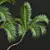 Exquisite Areca Catechu Palm Tree 3D model small image 3