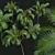 Exquisite Areca Catechu Palm Tree 3D model small image 5