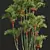 Exquisite Cyrtostachys Renda Palm Model 3D model small image 2