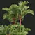 Lipstick Palm 3D Plant Model 3D model small image 2