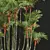 Lipstick Palm 3D Plant Model 3D model small image 3