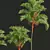 Lipstick Palm 3D Plant Model 3D model small image 3