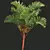Lipstick Palm 3D Plant Model 3D model small image 2