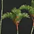 Lipstick Palm 3D Plant Model 3D model small image 4