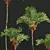 Red Sealing Wax Palm Model 3D model small image 2