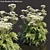 Delicate Cow Parsley Plants Set 3D model small image 1
