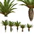 Canary Palm 3D Model Set 3D model small image 1