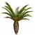 Canary Palm 3D Model Set 3D model small image 2