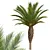Canary Palm 3D Model Set 3D model small image 3