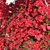 Blooming Bougainvillea Bush Plant 3D model small image 3