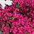 Bougainvillea Decorative Shrubs Kit 3D model small image 3