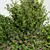 BUSH Collection 31 File Set 3D model small image 3