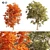 Japanese Maple Trees 3D Models 3D model small image 1