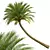 Silver Date Palm 3D Models 3D model small image 3